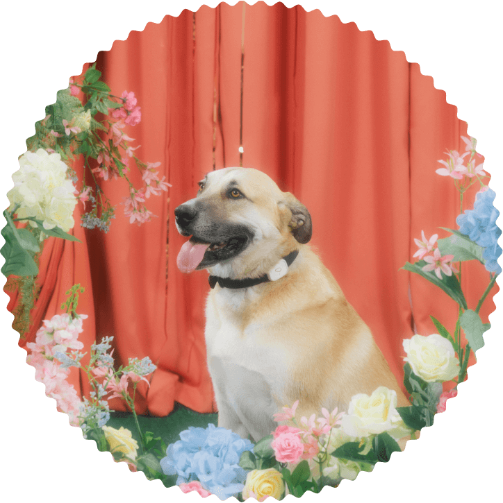 Photo of a medium mixed-breed dog.