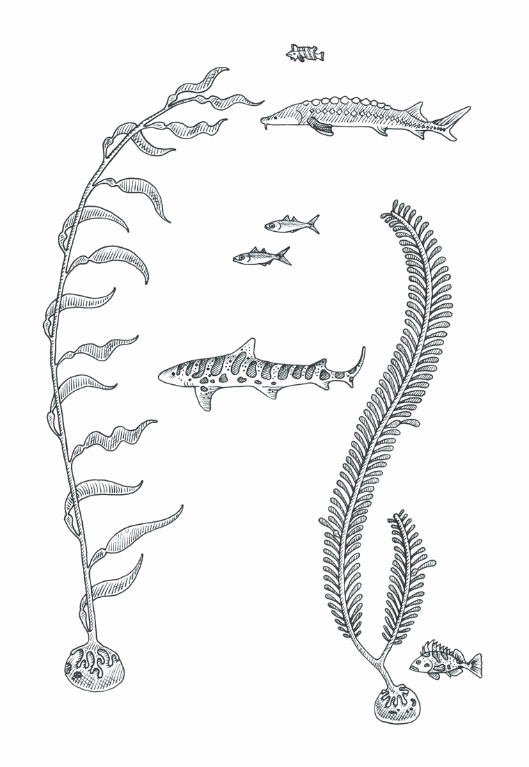 Drawing of a Kelp Forest for Google