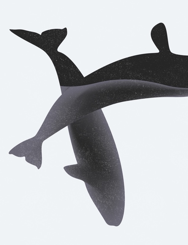 Google marine illustrations project preview