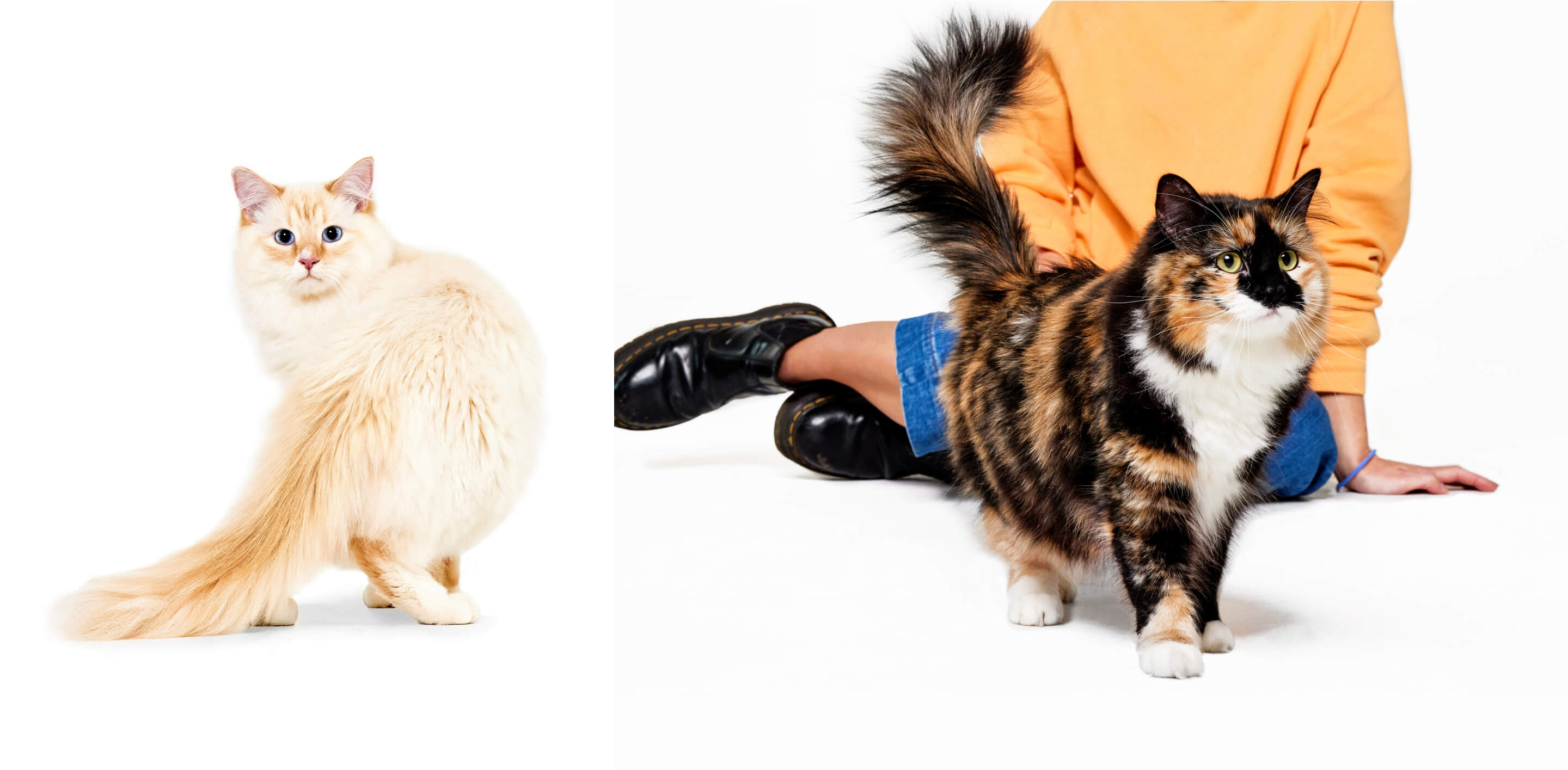 Photo of pet parent with pet.