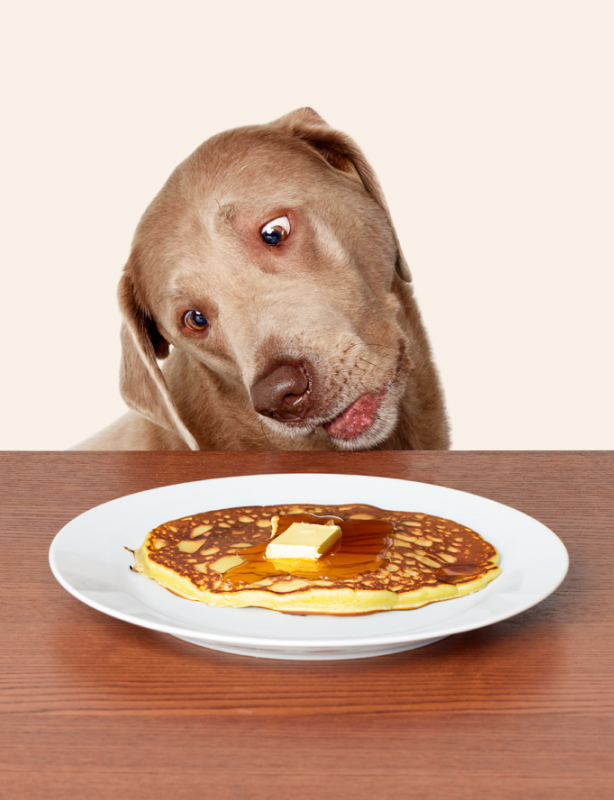 Wisdom Panel art direction project preview