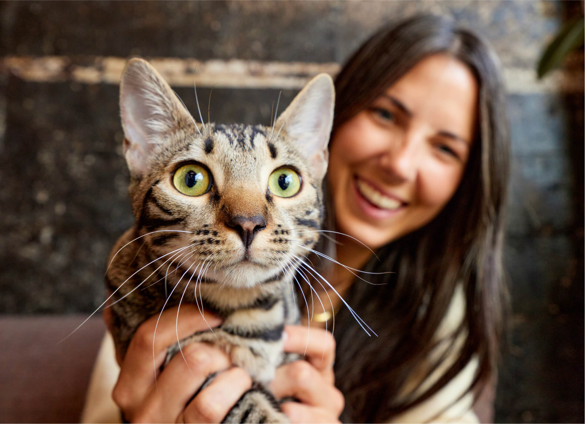 Photo of a cat interrupting a video call.