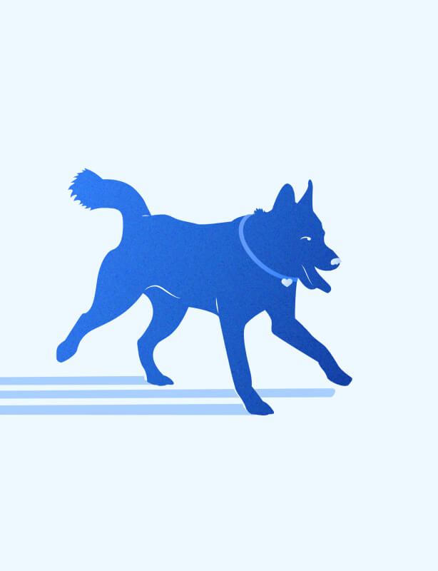 Wisdom Panel art direction project preview